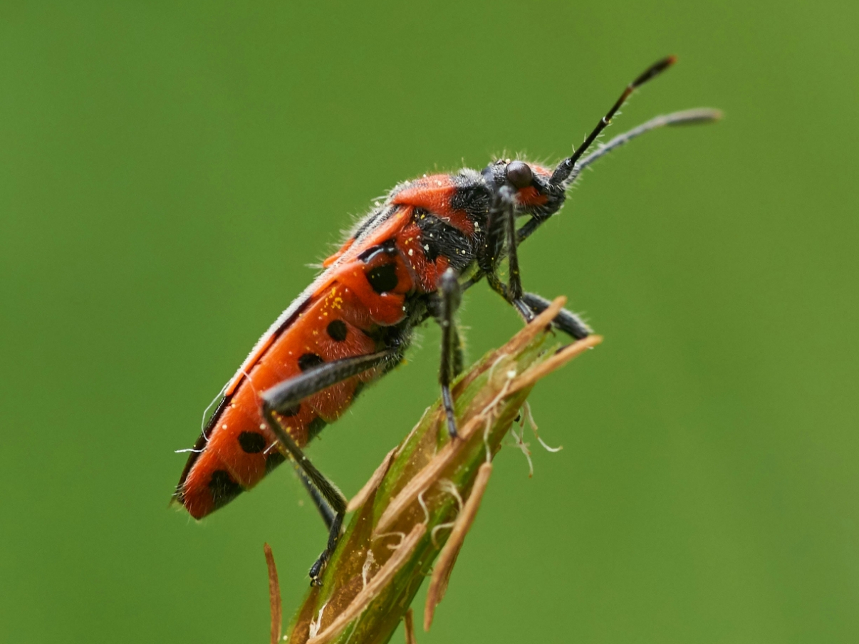 Biodiversity Projects | Yale Applied Science Synthesis Program