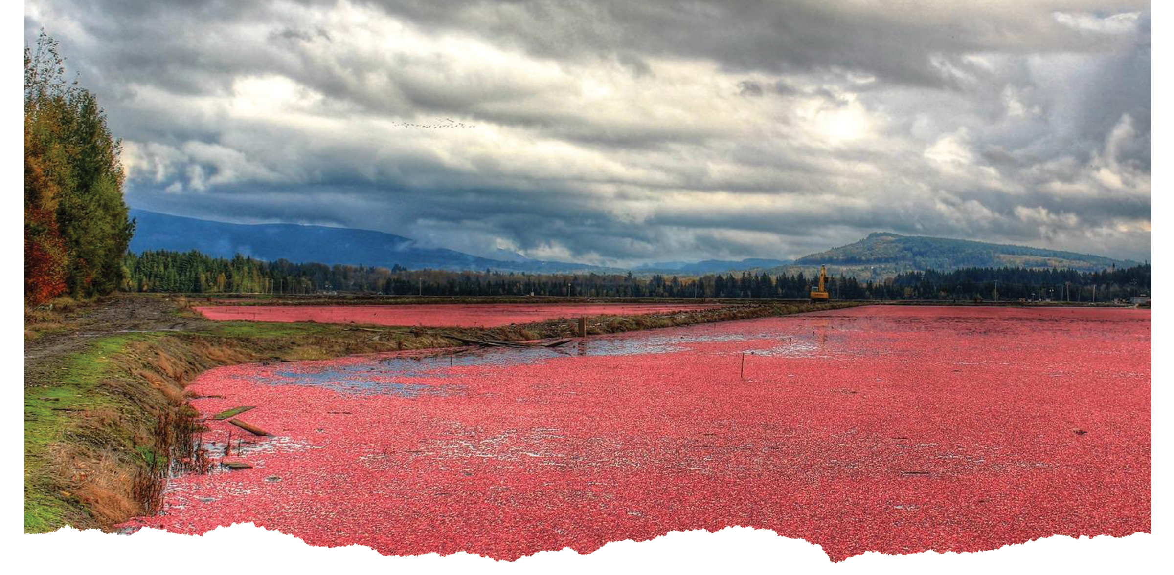 Cranberry bog during harvest