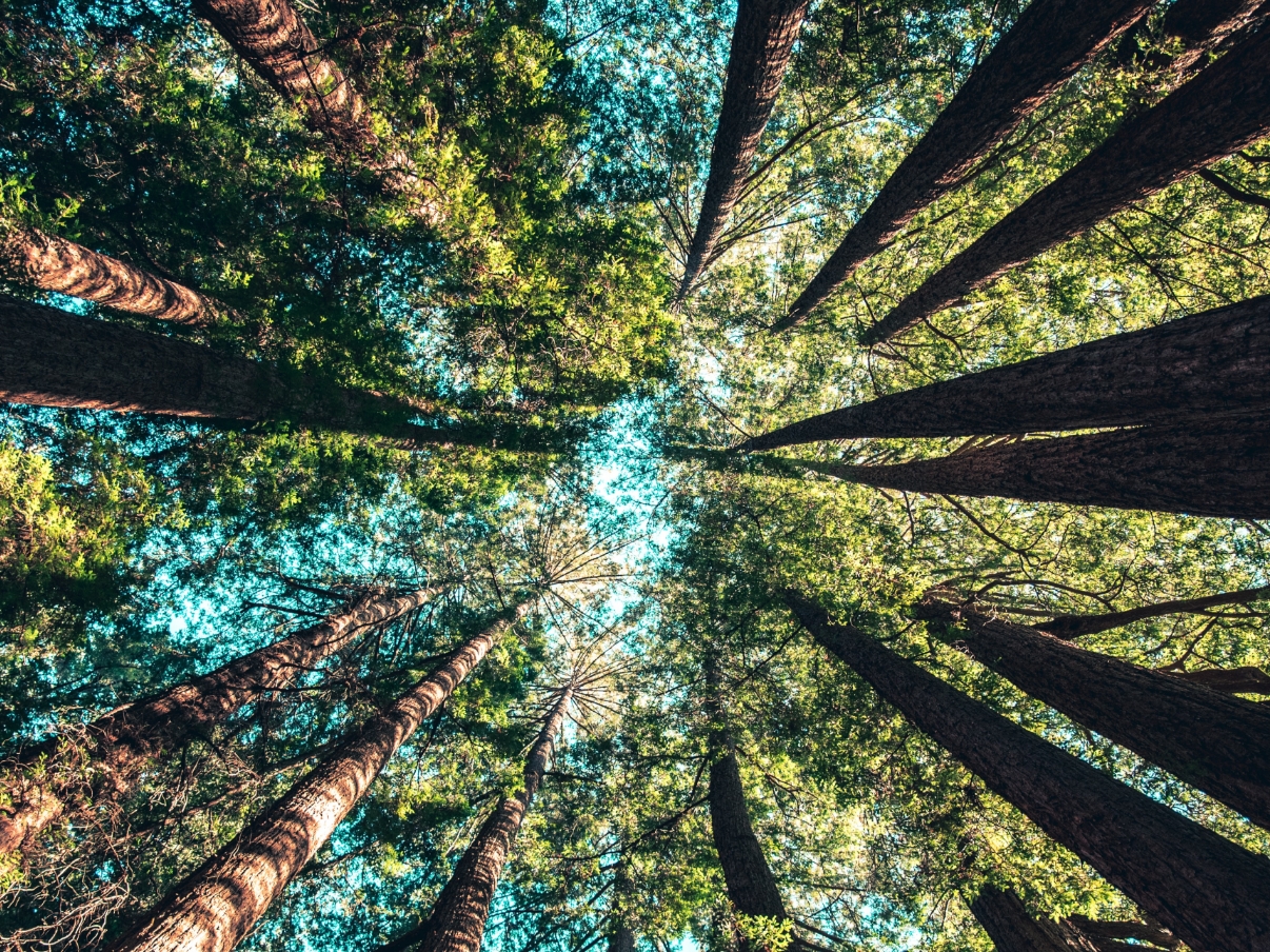 Sustainable Forest Management Projects | Yale Applied Science Synthesis ...
